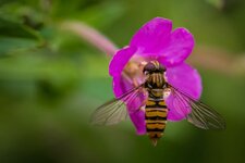 IMG_1618comp.jpg