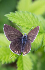 Storchschnabel-Bläuling (Aricia eumedon)_Q22A9953.jpg