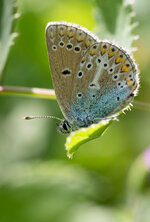 Storchschnabel-Bläuling (Aricia eumedon)_Q22A9929.jpg