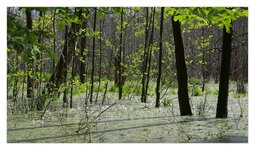 Buchenwald Grumsin01.jpg