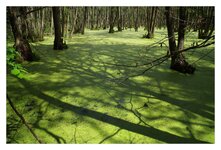 Buchenwald Grumsin03.jpg