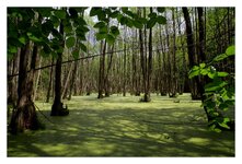 Buchenwald Grumsin04.jpg