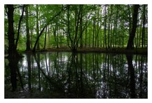 Buchenwald Grumsin06.jpg