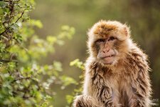 2017-07-09_ZooErfurt_219_forum.jpg