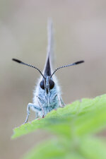 20170608-IMG_8714 ZS13-b.jpg