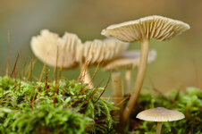 IMG_8681_dslr.jpg
