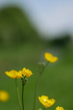 Oly 45_Butterblume_Close-Up.JPG