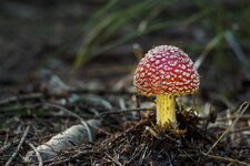 Fliegenpilz.jpg