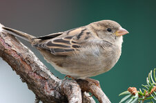 1 1 1 spatz dslr jpeg.jpg