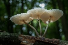IMG_0899.jpg
