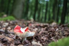 IMG_0987.jpg