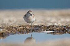 dslrHL1.10.17Zwergalpenstrandläufer-10.jpg