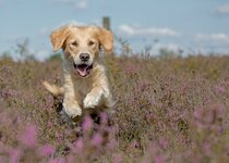 dslrDöbHeide25.8.17rosa-1.jpg