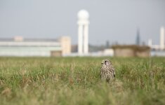 dslrTH27.9.17turmfalke-2.jpg