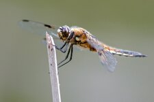comp_IMG_2519.jpg