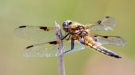 comp_IMG_2539.jpg