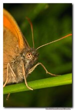 Makro_0055.jpg