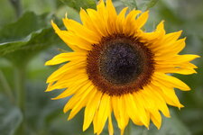 Sonnenblume.jpg