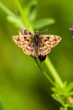 comp_DSCF1067-Falter_unbekanntPS.jpg