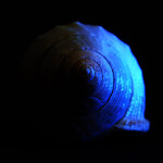 Schnecke.JPG
