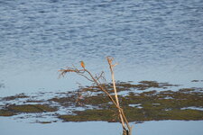 Eisvogel2.JPG