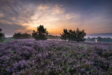 martin-koch-landschaft-mehlinger-heide-2017-1.jpg