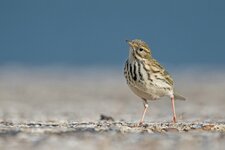 dslrHL1.10.17wiesenpieper-6.jpg