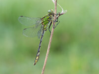 Grüne Flussjungfer,  (Ophiogomphus cecilia)1.jpg