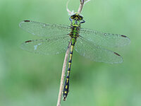 Grüne Flussjungfer,  (Ophiogomphus cecilia).jpg