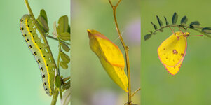 Hufeisenklee-Gelbling (Colias alfacariensis)_Q22A24733_HF-BF Kopie.jpg