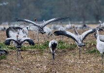 dslrLi7.10.17Kraniche-1.jpg