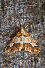 Große Frostspanner (Erannis defoliaria)_CI4A0638-BF.jpg