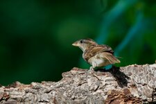 170618_180515_010_Bodenfelde Garten.jpg