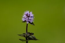 170827_145827_000_Bodenfelde Garten.jpg