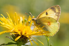 Hufeisenklee-Gelbling (Colias alfacariensis)_Q22A2564.jpg