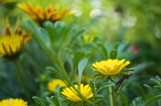 IMGP0463.jpg
