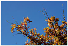 Herbst-Blätter2_2017.jpg