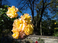 Rose 24mm.jpg