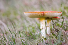 Herbst_Fliegenpilz_Duo.JPG