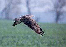 dslrLi15.10.17buteo-3.jpg