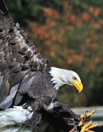 Weißkopfseeadler.JPG