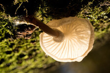 CK067642-43.jpg