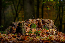 Herbst-1.jpg