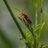 canonphot